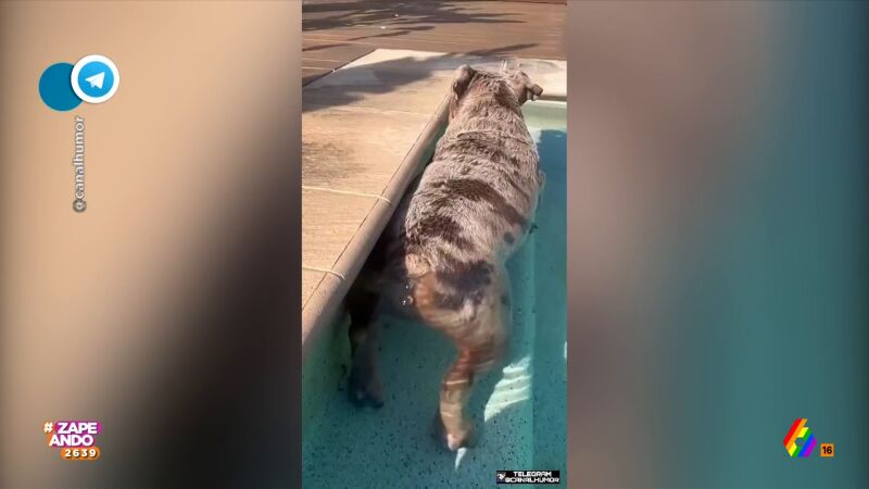 Perro tirándose un pedo en la piscina