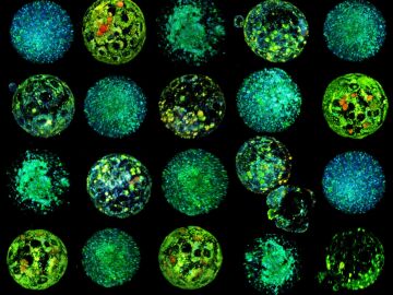 Reconstrucción 3D de ovocitos y embriones de ratón