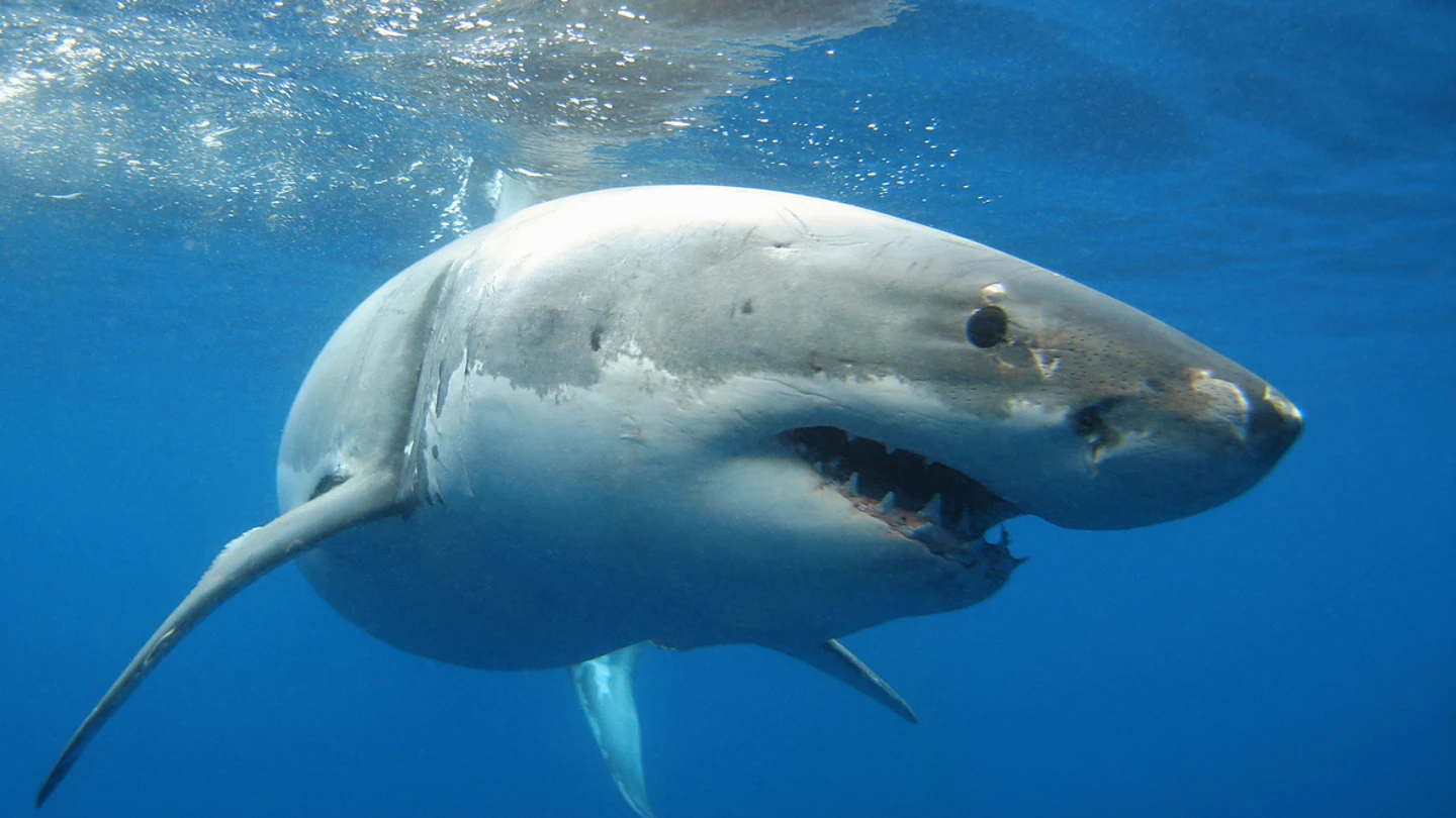 Tiburón blanco Tiburón blanco