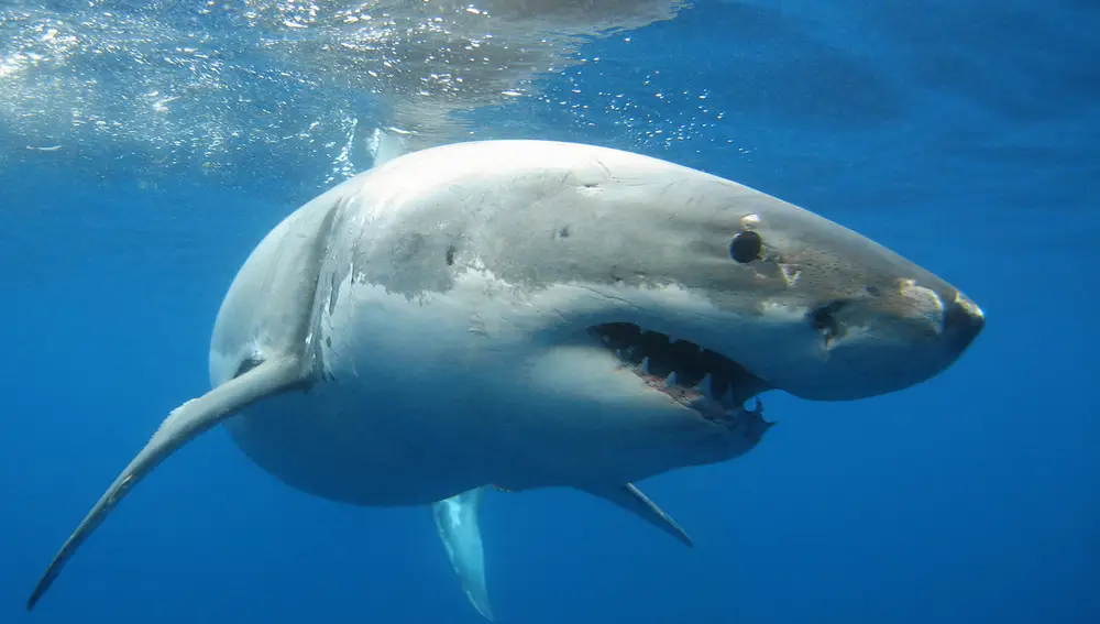 Tiburón blanco Tiburón blanco