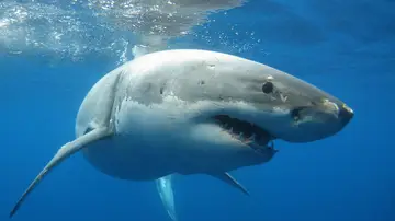 Tiburón blanco Tiburón blanco