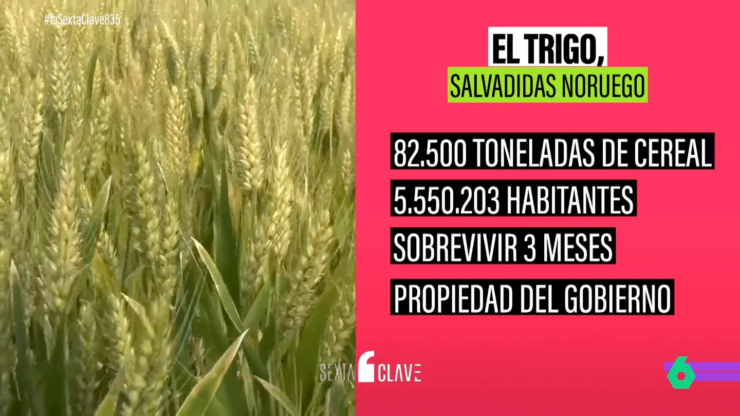 TRIGO TRIGO