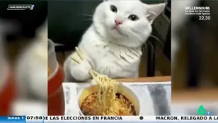El vídeo viral de un gato que come del cuenco con palillos chinos mejor que mucha gente