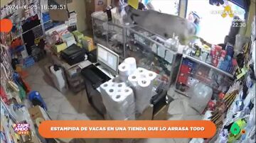 Una vaca arrasa con el interior de una tienda: "Igual le habían dicho que empezaban las rebajas"