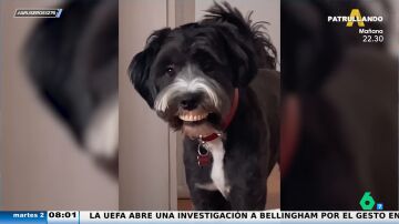 Aruseros Perro