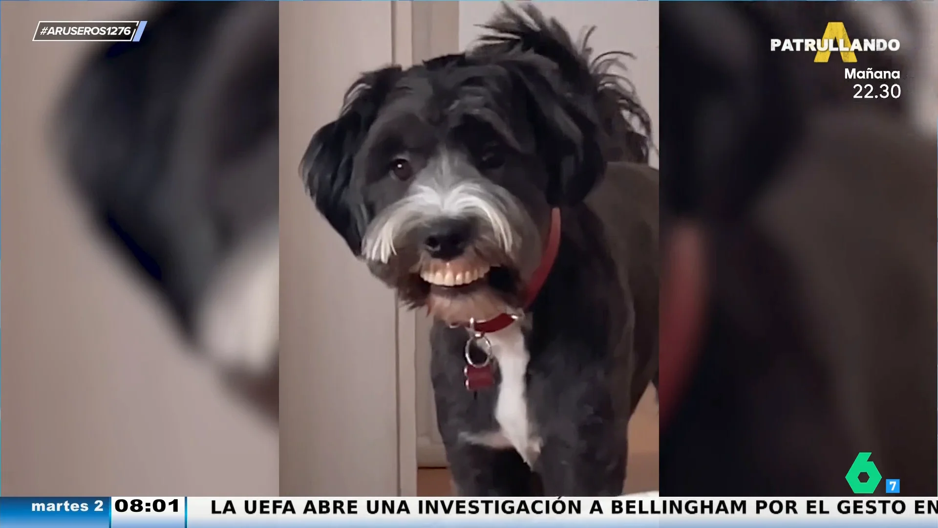 Aruseros Perro