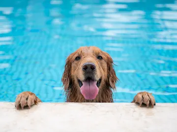 Perro en una piscina Perro en una piscina