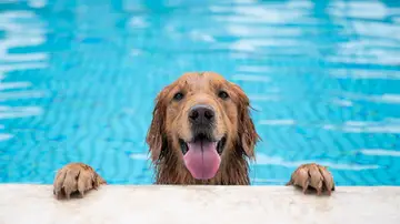 Perro en una piscina