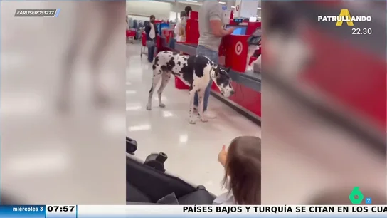 El divertido momento de una niña que confunde un gran danés con una vaca: "¡La vaca Lola! El divertido momento de una niña que confunde un gran danés con una vaca: "¡La vaca Lola!