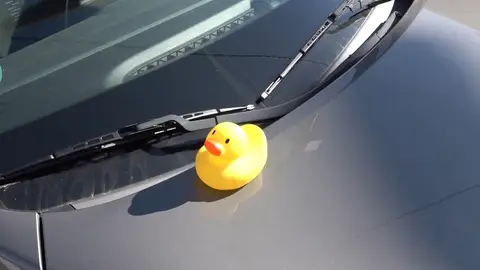 Pato de goma sobre el capó de un coche.