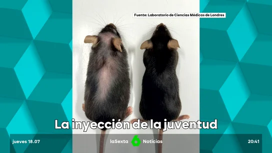 Un fármaco aumenta un 20% la esperanza de vida de los ratones Un fármaco aumenta un 20% la esperanza de vida de los ratones