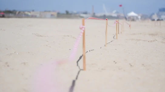 Zona acordonada durante las labores de limpieza en la playa del Saler por el vertido Zona acordonada durante las labores de limpieza en la playa del Saler por el vertido