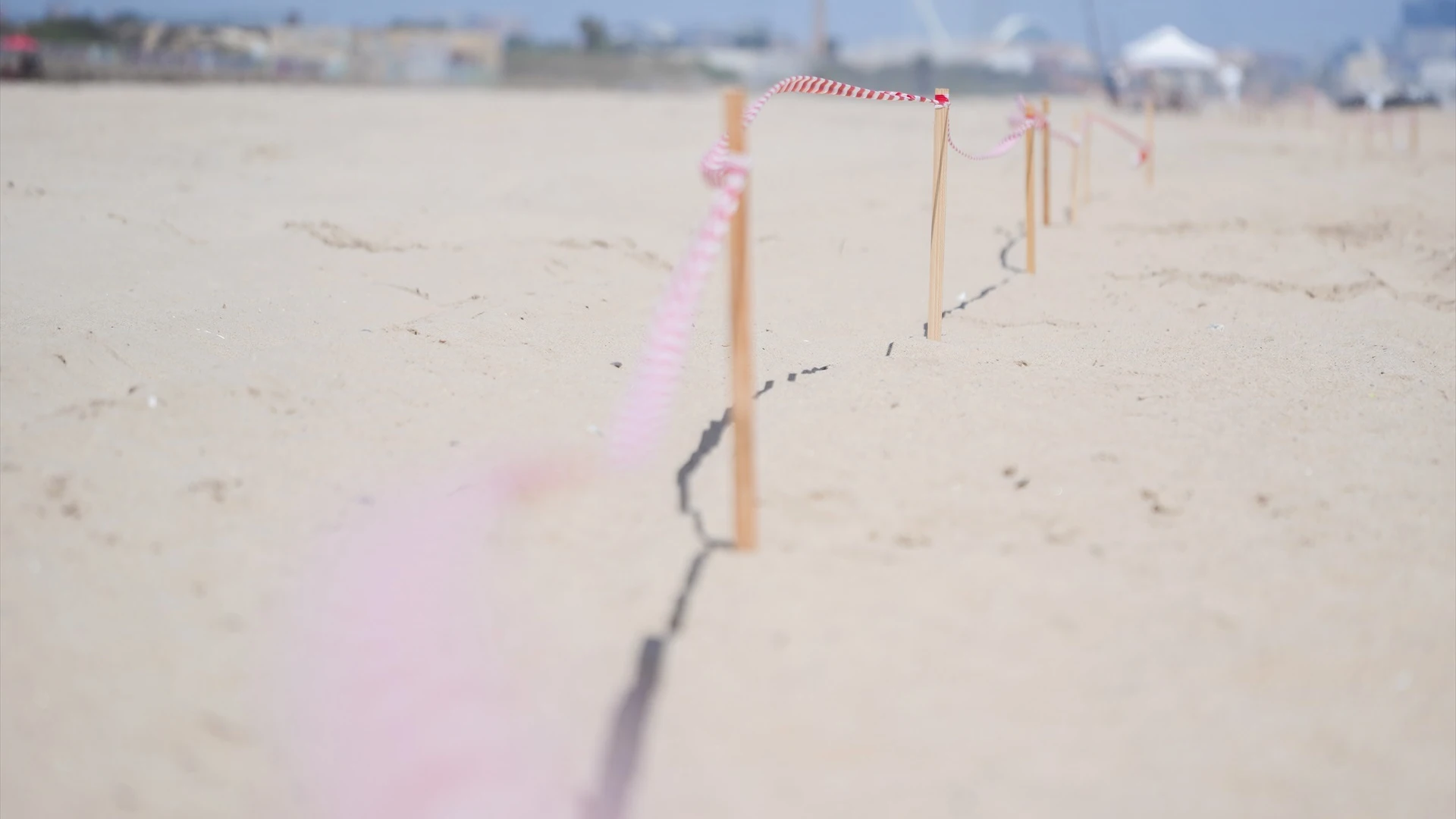 Zona acordonada durante las labores de limpieza en la playa del Saler por el vertido