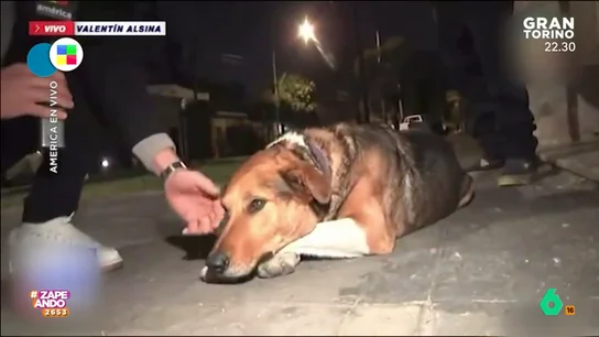 Un reportero argentino intenta que adopten a un perro y le muerde en directo Zapeando analiza un vídeo de la televisión argentina donde un reportero está defendiendo a un perro y hace un llamamiento para su acogida, cuando le muerde ante la cámara. "Va a costar que lo adopten", comenta Dani Mateo en este vídeo.