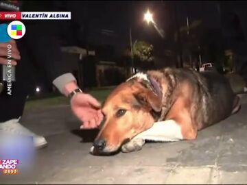 Un reportero argentino intenta que adopten a un perro y le muerde en directo