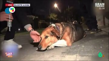 Un reportero argentino intenta que adopten a un perro y le muerde en directo
