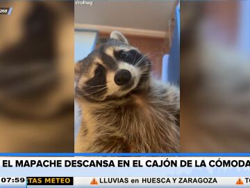 El viral vídeo de un mapache que conquista un cajón para dormir la siesta
