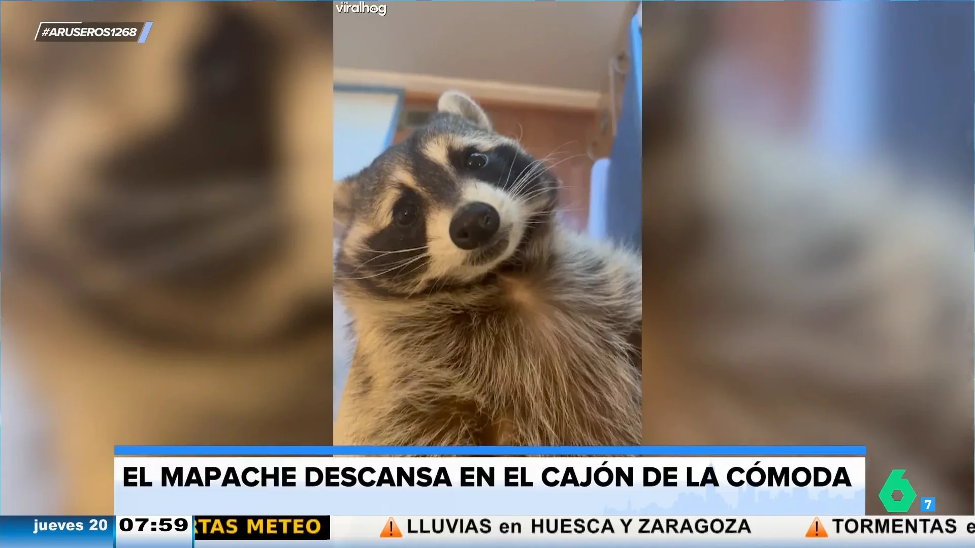 El viral vídeo de un mapache que conquista un cajón para dormir la siesta