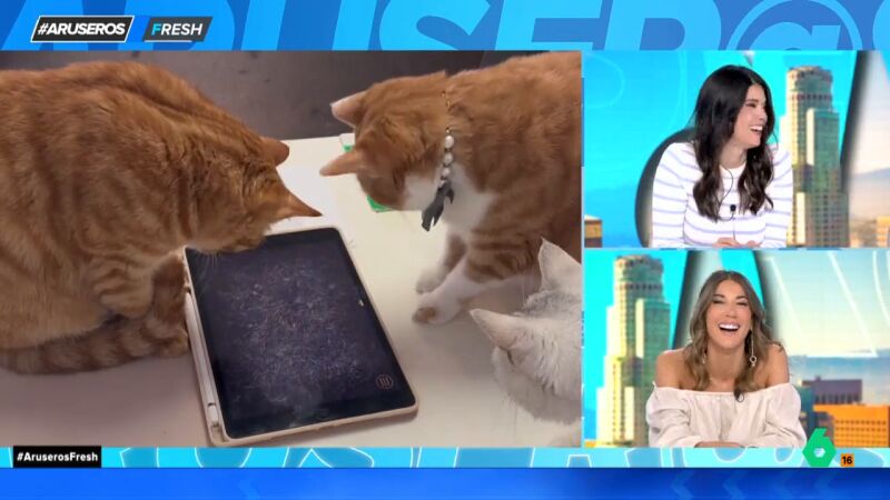 Los gatos 'gamers': alucina con los rápidos reflejos que tienen al jugar a atrapar la luz en la tablet 