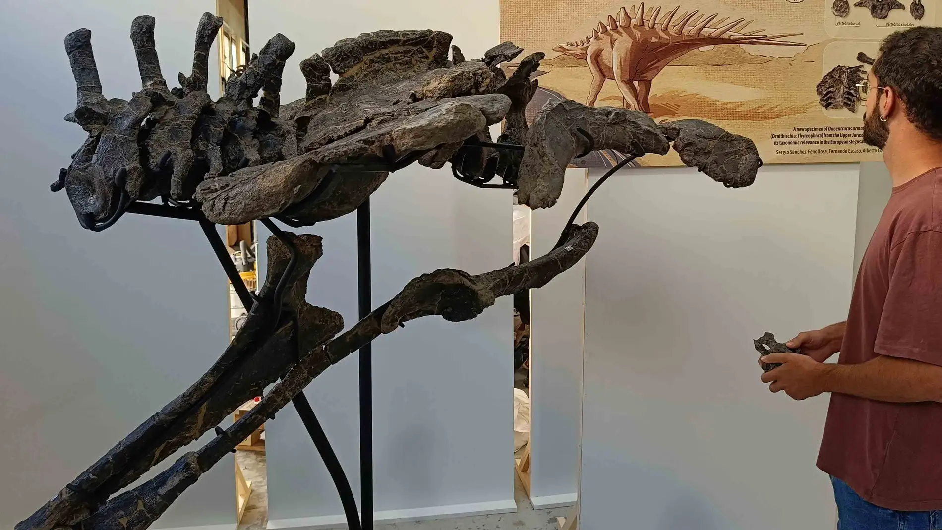 Presentados fósiles excepcionales de dinosaurio Presentados fósiles excepcionales de dinosaurio