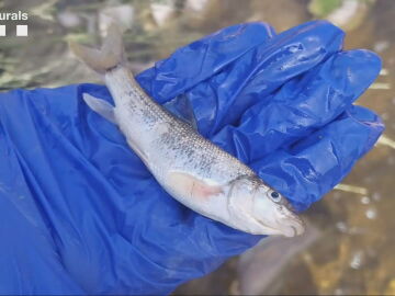 Un vertido provoca la muerte de 200 peces en el río Abella