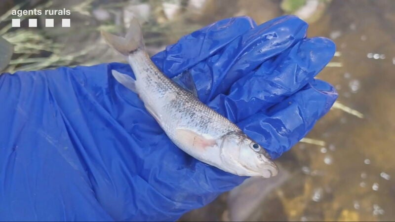 Un vertido provoca la muerte de 200 peces en el río Abella