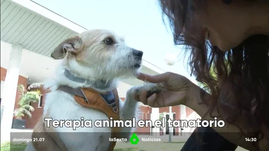 Terapia animal en el tanatorio de Torrejón de Ardoz Terapia animal en el tanatorio de Torrejón de Ardoz