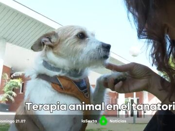 Terapia animal en el tanatorio de Torrejón de Ardoz