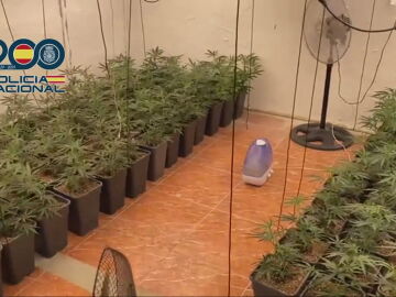La Policía desarticula en Madrid una organización que mandaba marihuana a Alemania