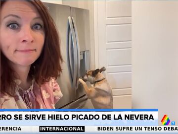 Un perro preparado para el verano: una mujer graba a su mascota sirviéndose hielo de la nevera para refrescarse