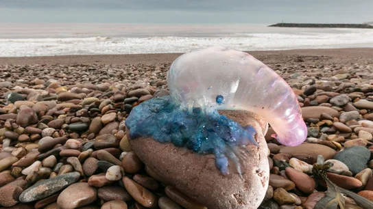 El mapa de las medusas de nuestras costas: preocupación por un banco enorme en la zona de Xàbia. Una medusa carabela portuguesa sobre una roca en una playa.