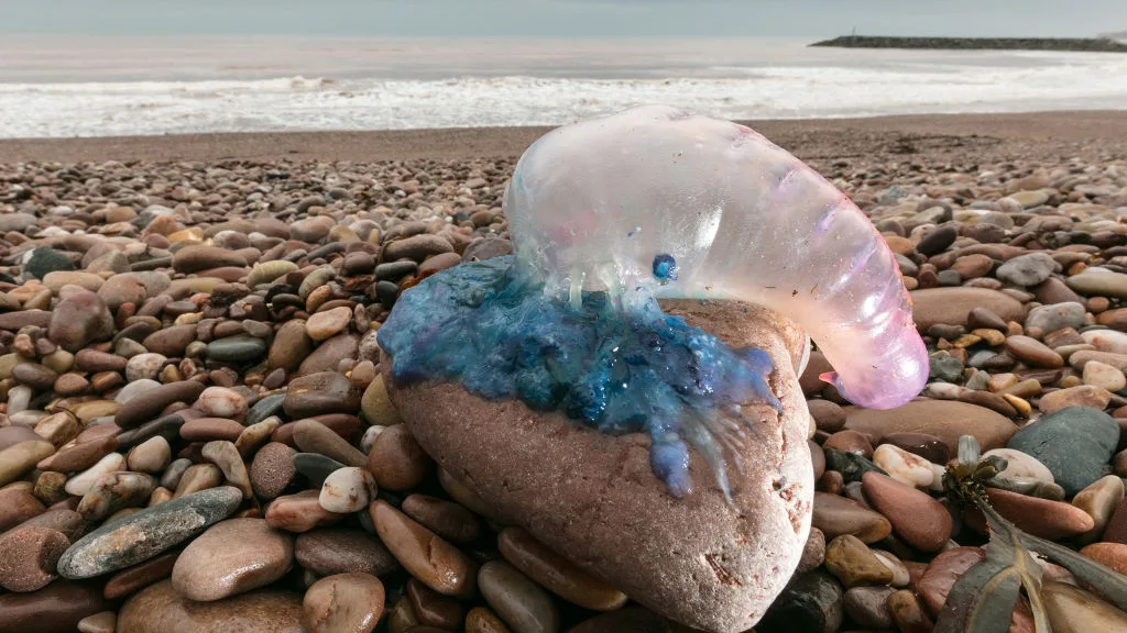 Una medusa carabela portuguesa sobre una roca en una playa.