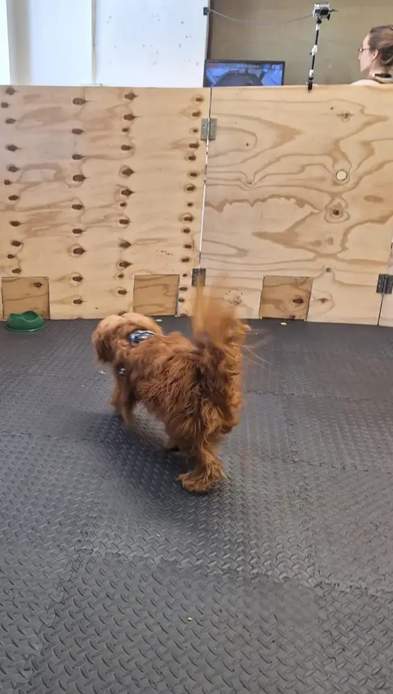 Freddie, uno de los perros que participó en el estudio Freddie, uno de los perros que participó en el estudio