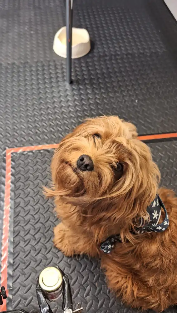 Freddie, uno de los perros que participó en el estudio Freddie, uno de los perros que participó en el estudio