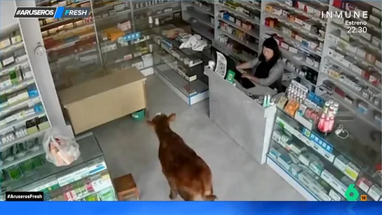 El surrealista momento en el que un ternero entra a una farmacia y la dependienta ni se inmuta El surrealista momento en el que un ternero entra a una farmacia y la dependienta ni se inmuta