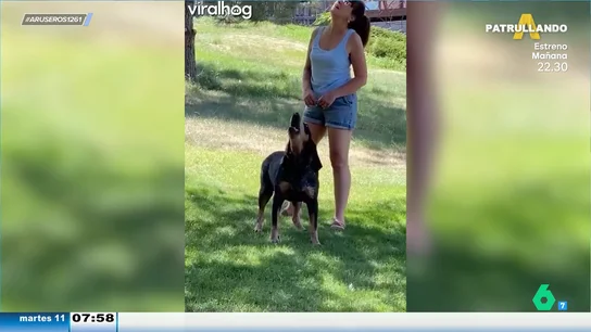 Un perro pasea con su dueña por el barrio y... así de educado saluda a sus vecinos Un perro pasea con su dueña por el barrio y... así de educado saluda a sus vecinos