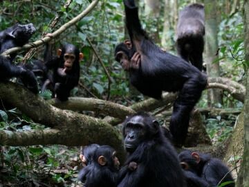 Grupo de chimpancés