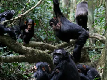 Grupo de chimpancés Grupo de chimpancés