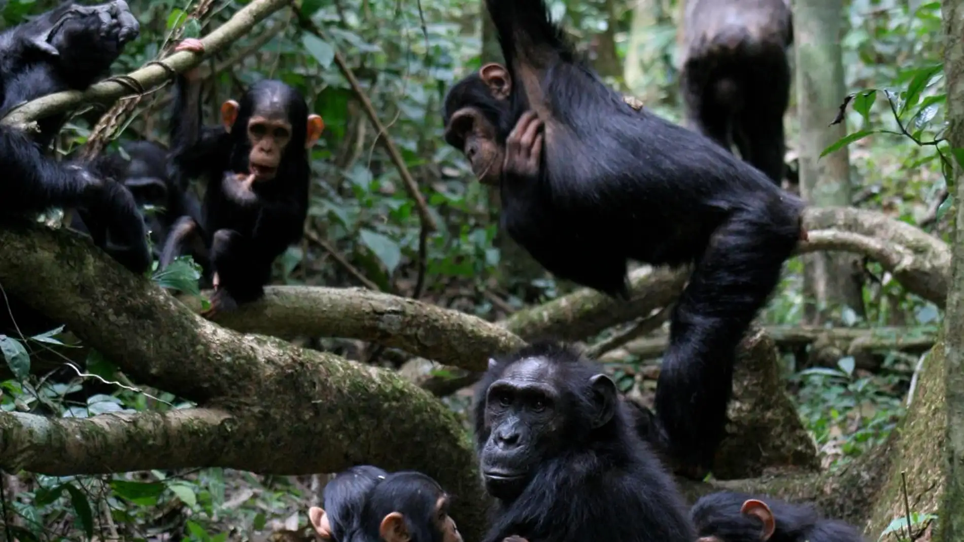 Grupo de chimpancés Grupo de chimpancés