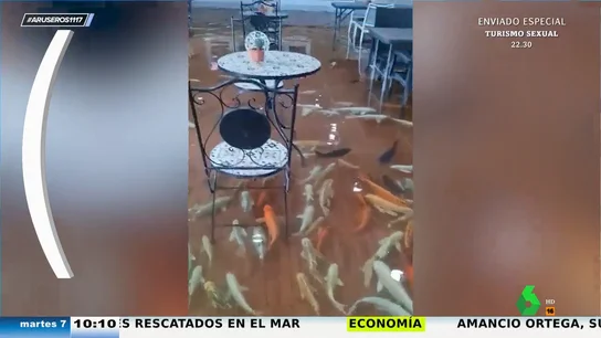 Así es la cafetería donde los comensales degustan platos rodeados de peces nadando sobre sus pies Así es la cafetería donde los comensales degustan platos rodeados de peces nadando sobre sus pies