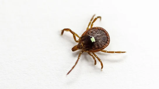 Un ejemplar vivo de garrapata estrella solitaria (A. Americanum) en un laboratorio de Morrill Hall en la Universidad de Illinois en Urbana-Champaign en 2017. Un ejemplar vivo de garrapata estrella solitaria (A. Americanum) en un laboratorio de Morrill Hall en la Universidad de Illinois en Urbana-Champaign en 2017.