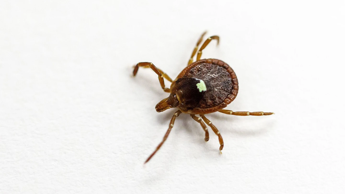 Un ejemplar vivo de garrapata estrella solitaria (A. Americanum) en un laboratorio de Morrill Hall en la Universidad de Illinois en Urbana-Champaign en 2017. Un ejemplar vivo de garrapata estrella solitaria (A. Americanum) en un laboratorio de Morrill Hall en la Universidad de Illinois en Urbana-Champaign en 2017.