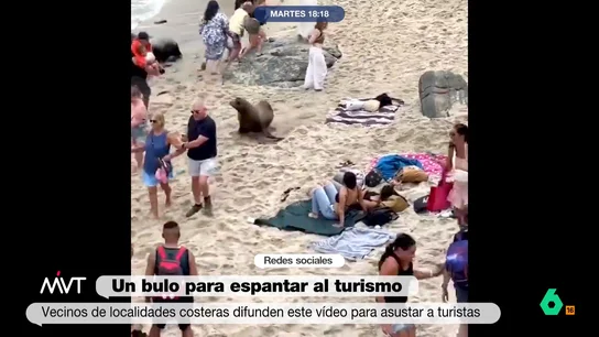 LEONES MARINOS LEONES MARINOS