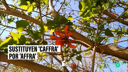 Más de 200 plantas cambian de nombre por considerarse racistas o despectivos Más de 200 plantas cambian de nombre por considerarse racistas o despectivos