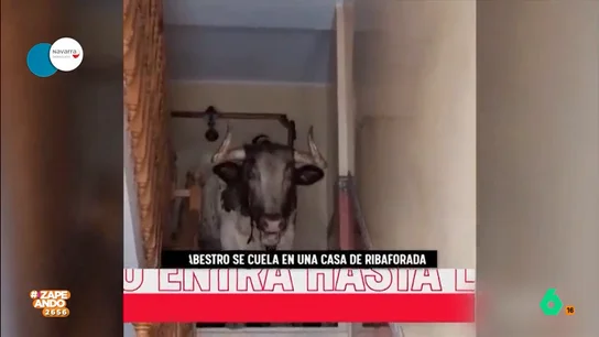 Un toro se cuela dentro de una casa en los encierros de Ribaforada (Navarra) Un toro se cuela dentro de una casa en los encierros de Ribaforada (Navarra)