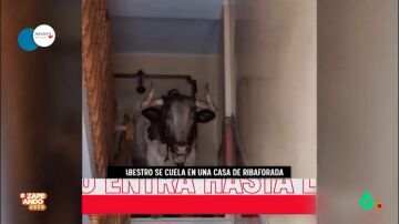 Un toro se cuela dentro de una casa en los encierros de Ribaforada (Navarra)