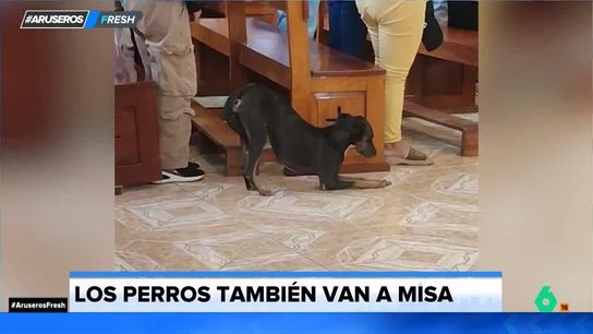 El vídeo viral del perro más devoto del mundo: acude a misa y pasa la ceremonia haciendo una reverencia El vídeo viral del perro más devoto del mundo: acude a misa y pasa la ceremonia haciendo una reverencia