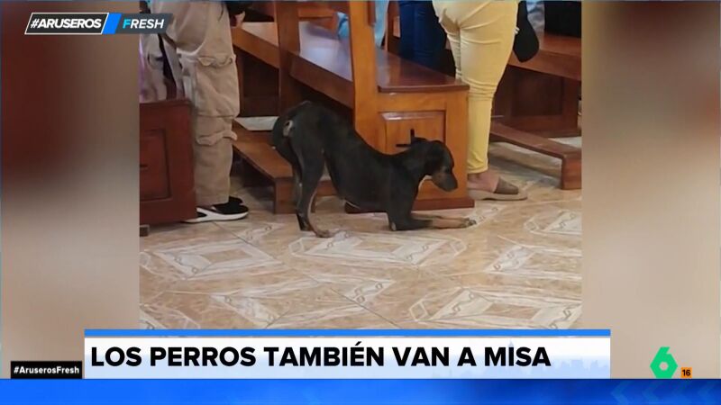 El vídeo viral del perro más devoto del mundo: acude a misa y pasa la ceremonia haciendo una reverencia