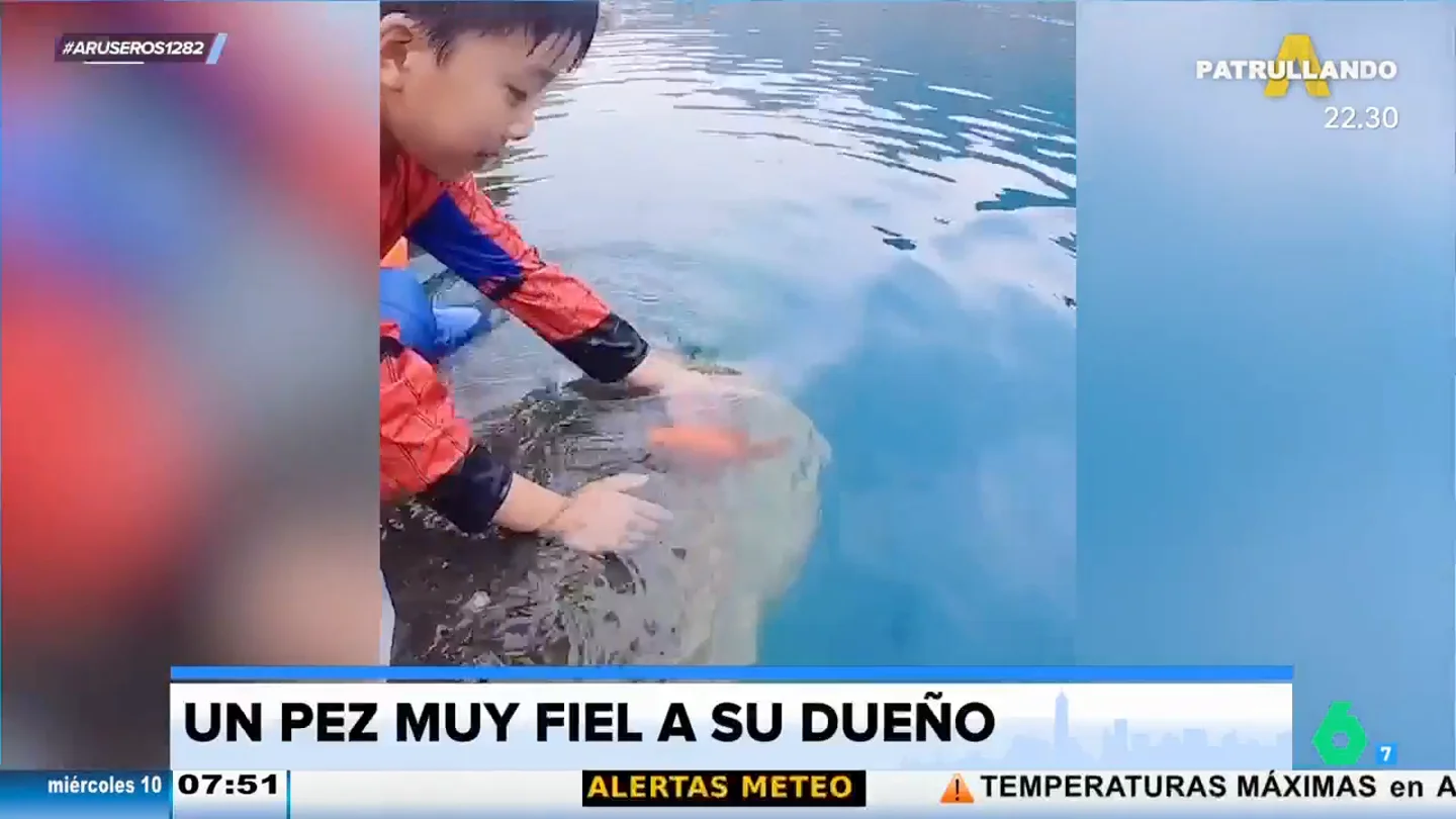 El pez más fiel del mundo: un niño lo echa al río para que sea libre, pero siempre vuelve a sus manos El pez más fiel del mundo: un niño lo echa al río para que sea libre, pero siempre vuelve a sus manos