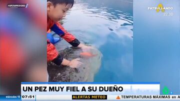 El pez más fiel del mundo: un niño lo echa al río para que sea libre, pero siempre vuelve a sus manos